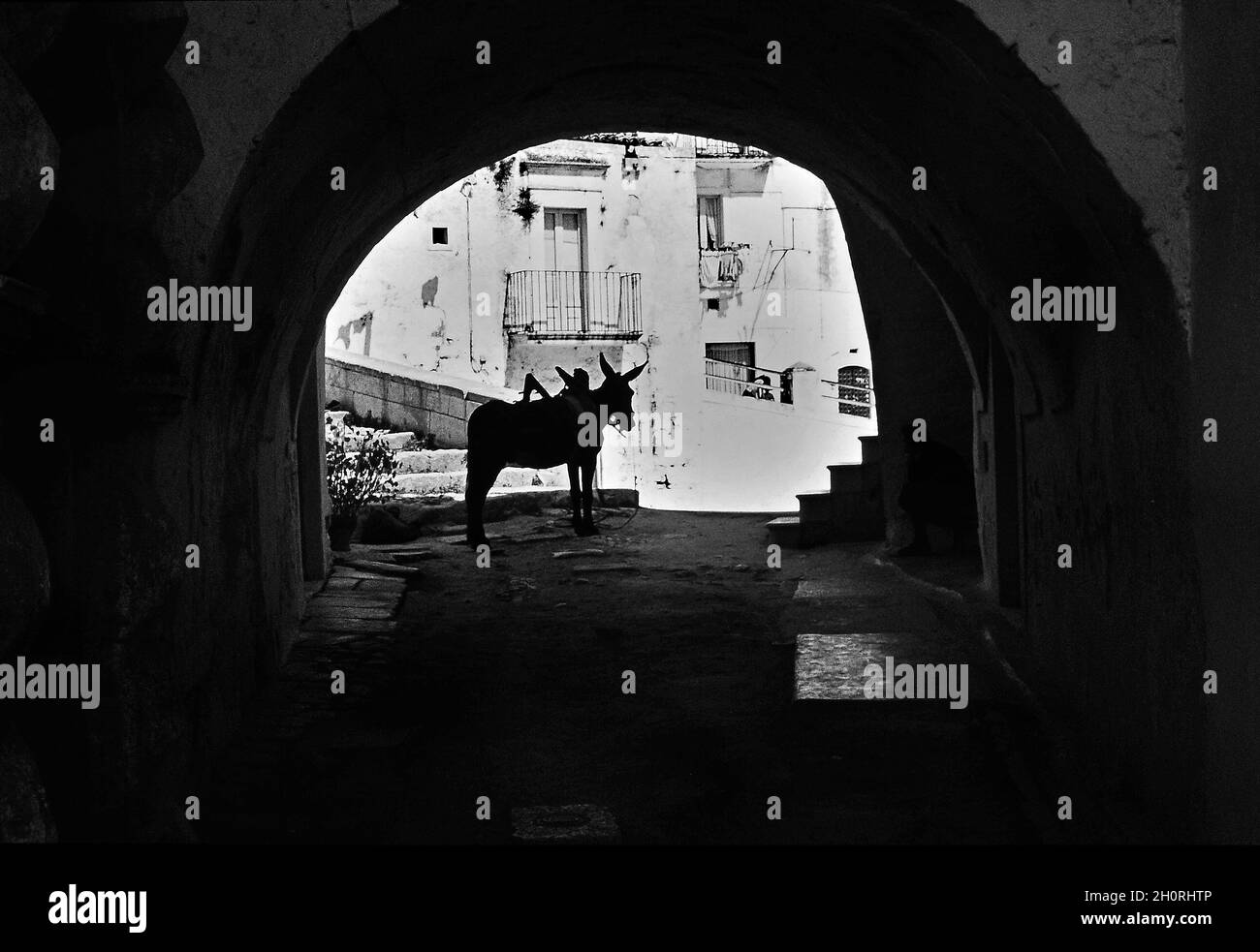 Street Photography, Salento, Italien, 1975, Esel. Stockfoto