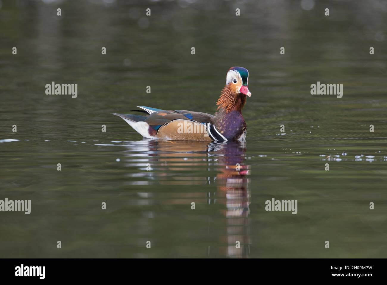 Mandarinente (Aix galericulata). Dies ist ein drake aus der wilden Population, die in Großbritannien gegründet wurde. Die Art ist in Ostasien heimisch. Stockfoto