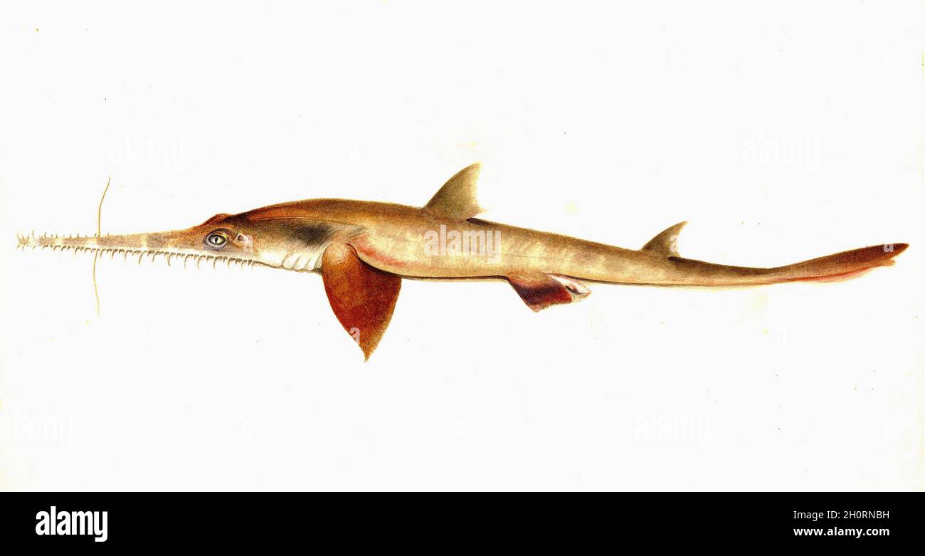 William Buelow Gould Vintage Fish Illustration - Langnasenhai - Pristiophorus cirratus. Stockfoto