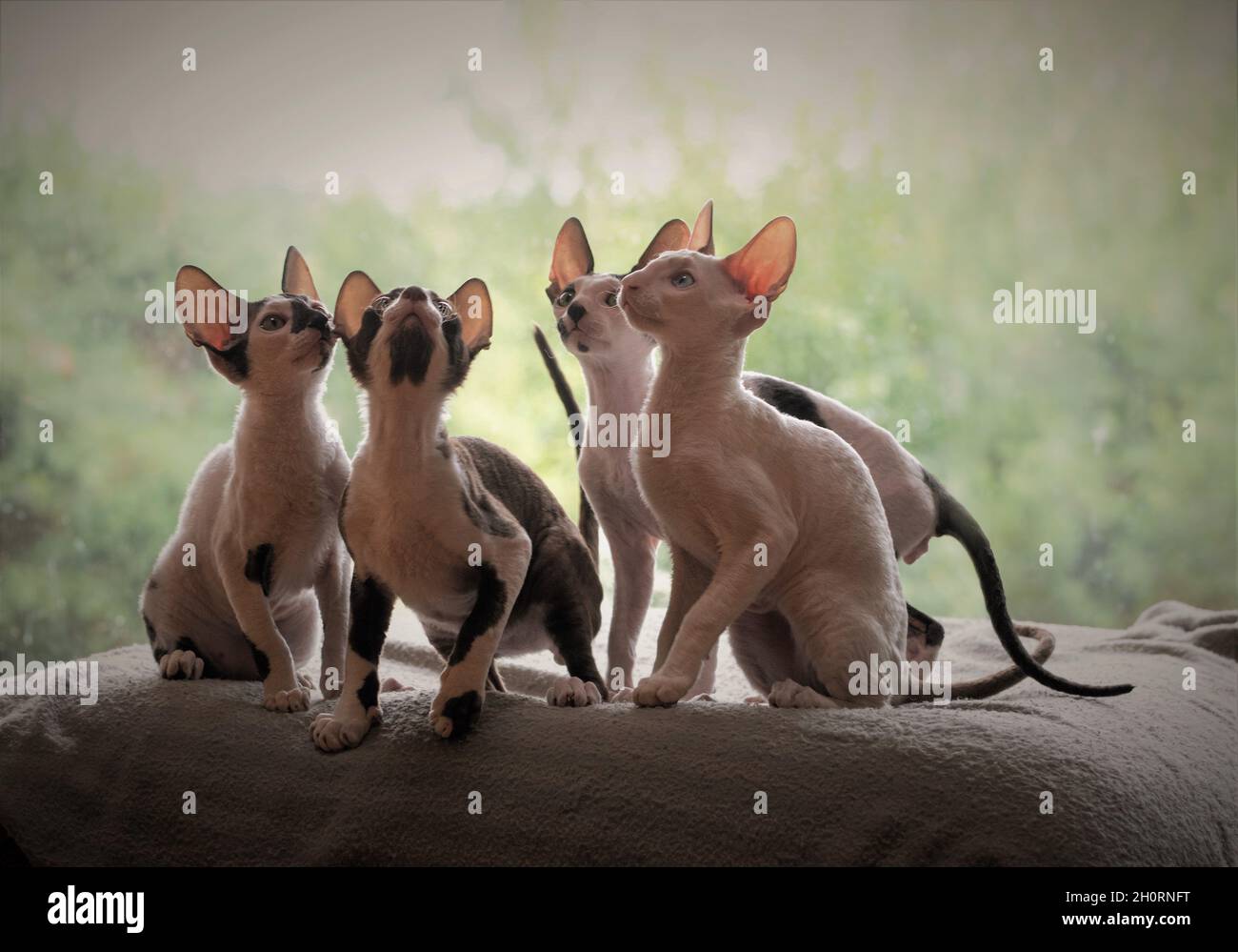Vier Cornish Rex Kätzchen sitzen auf einem Bett und schauen nach oben Stockfoto