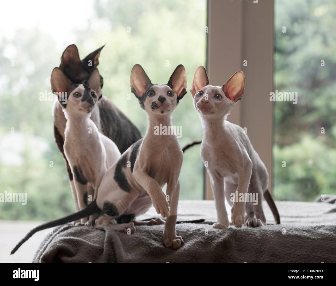 Vier Cornish Rex Kätzchen sitzen auf einem Bett Stockfoto