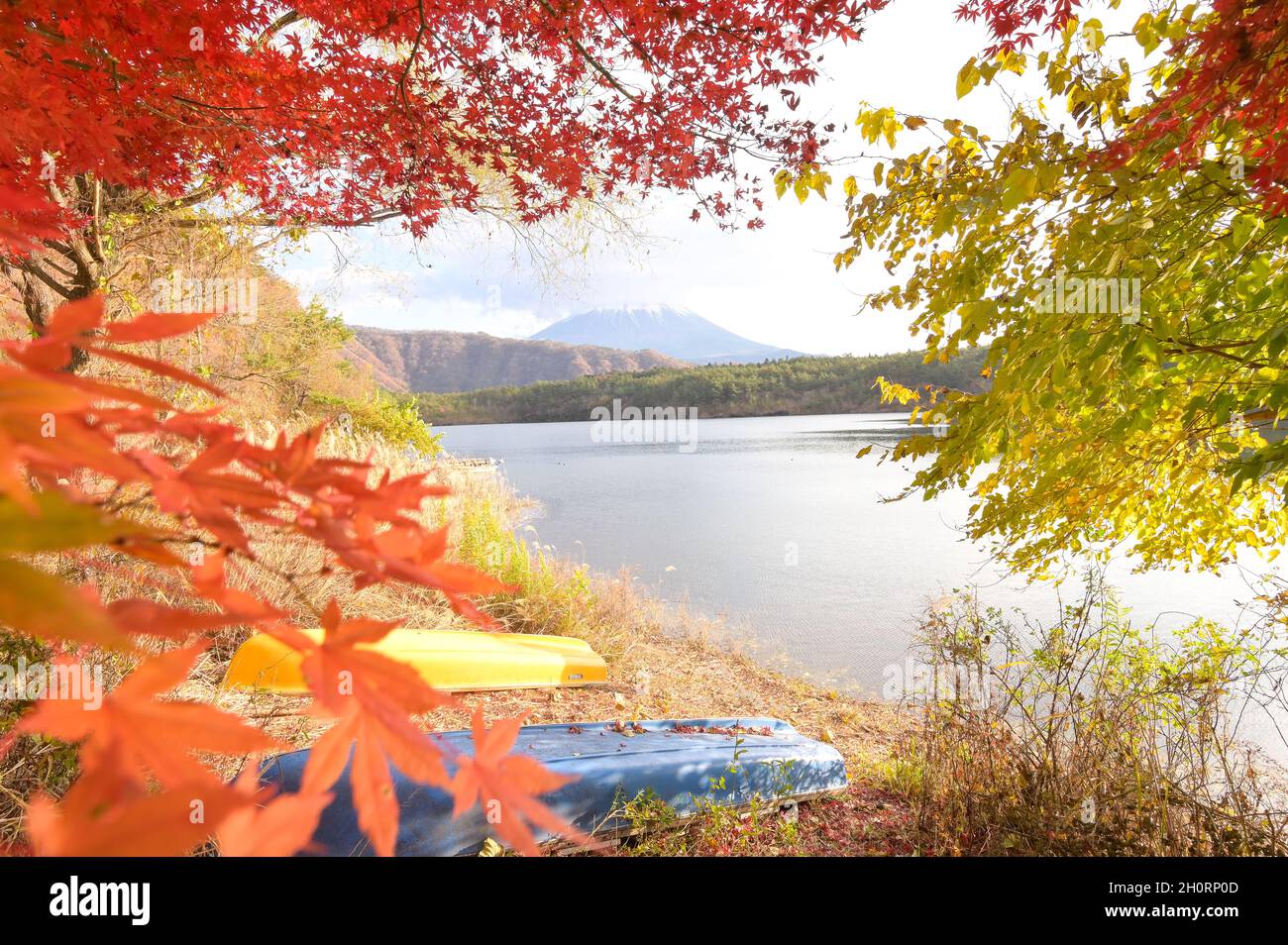 Ahornbäume und See vor Mt Fuji, Yamanashi, Honshu, Japan Stockfoto