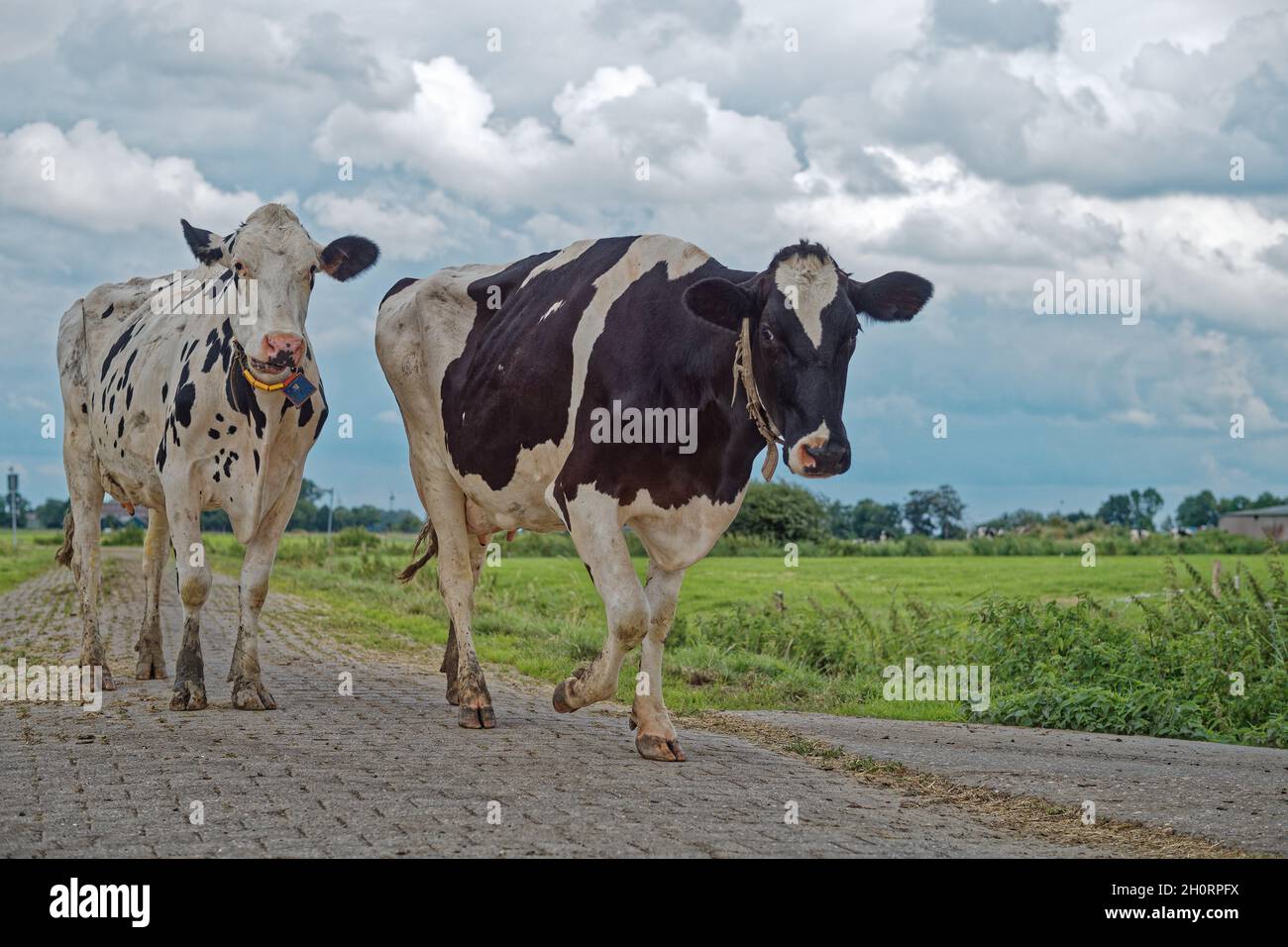 Zwei Kühe auf einer Straße, Ostfriesland, Niedersachsen, Deutschland Stockfoto