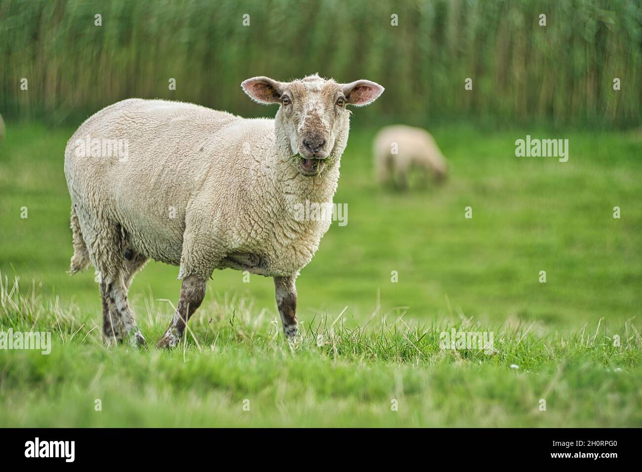 Porträt eines Schafes auf einer Wiese, Ostfriesland, Niedersachsen, Deutschland Stockfoto
