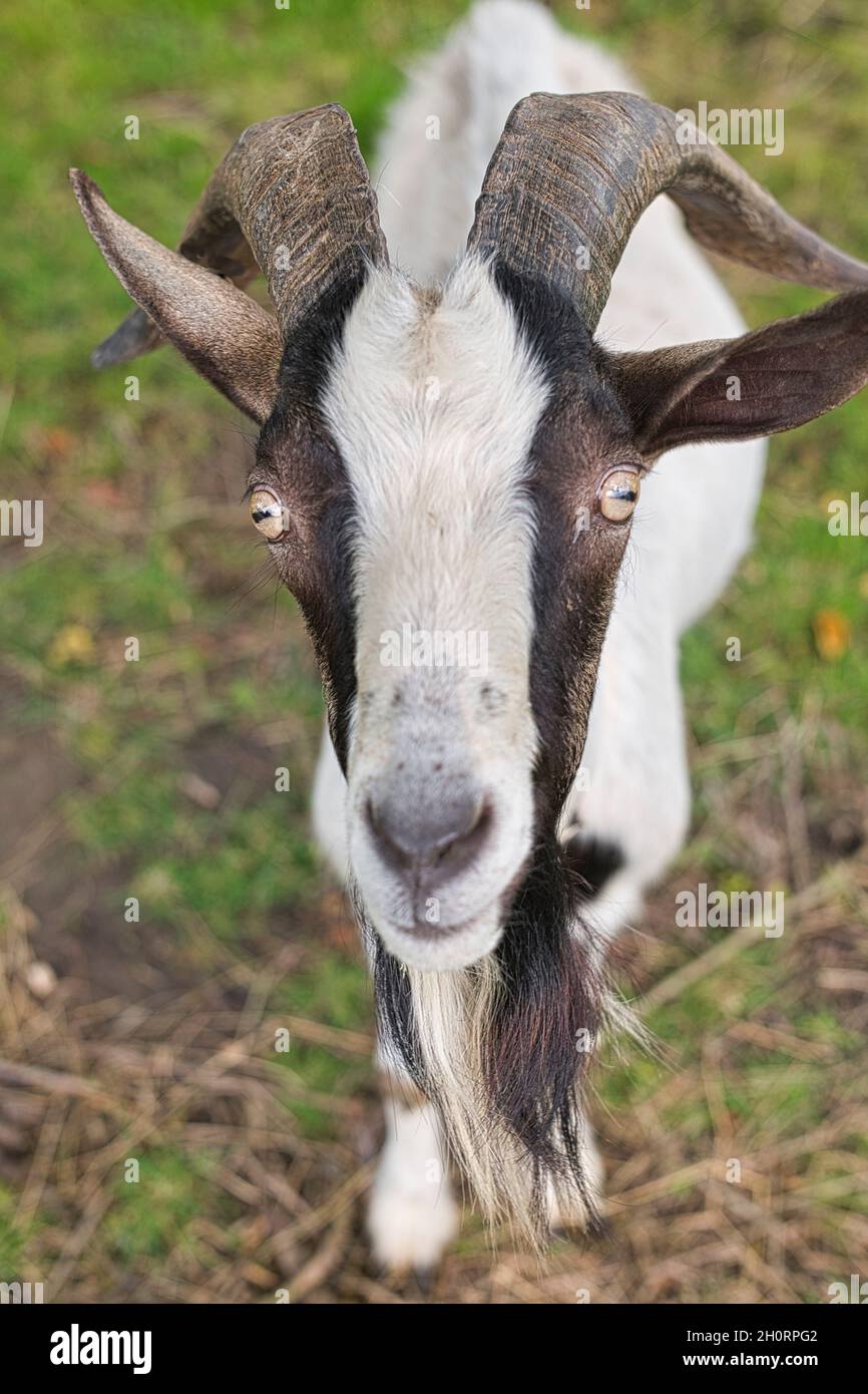 Porträt einer Ziege auf einem Feld, Ostfriesland, Niedersachsen, Deutschland Stockfoto