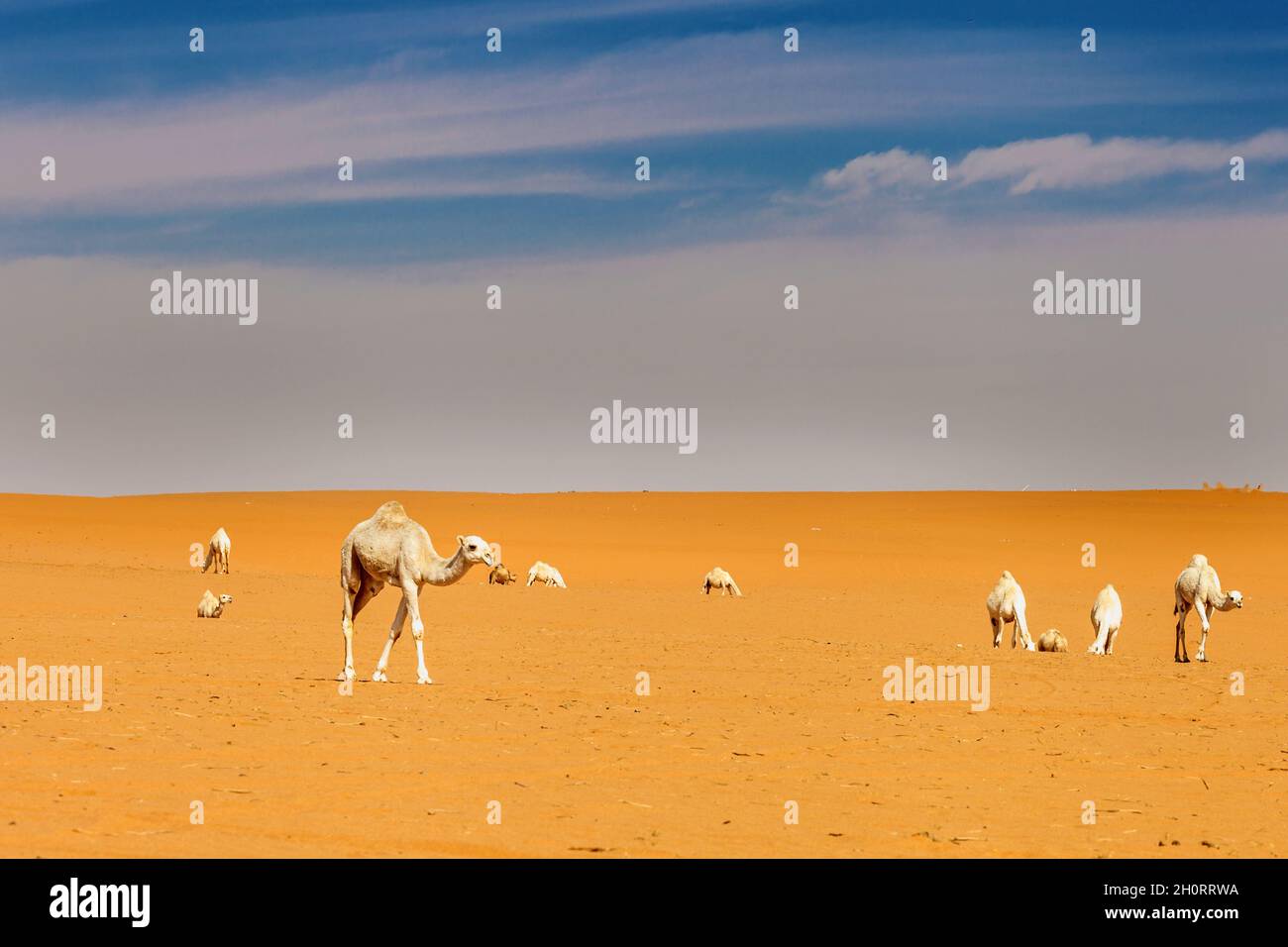 Kamelkarawane in der Wüste, Saudi-Arabien Stockfoto