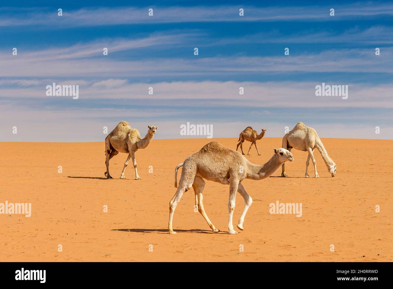 Vier Kamele in der Wüste, Saudi-Arabien Stockfoto