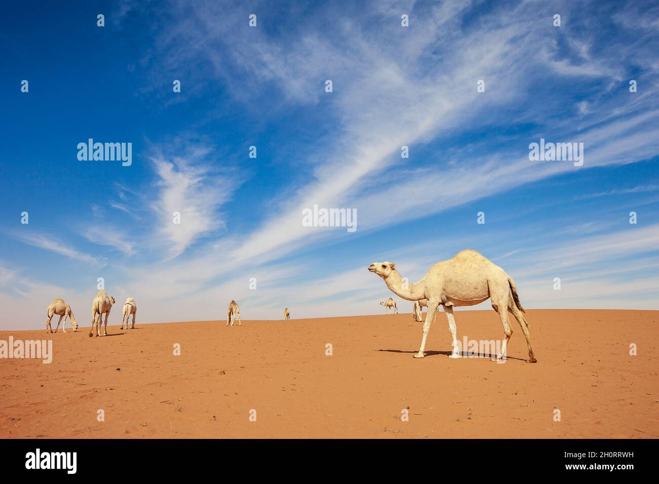 Kamelkarawane in der Wüste, Saudi-Arabien Stockfoto