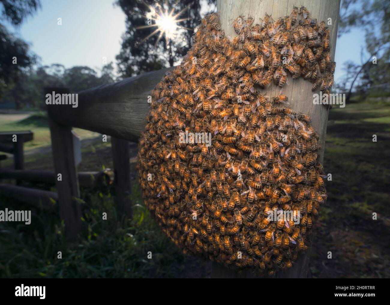 Invasive europäische Honigbienenschwarm auf einem Holzpfosten, Melbourne, Victoria, Australien Stockfoto