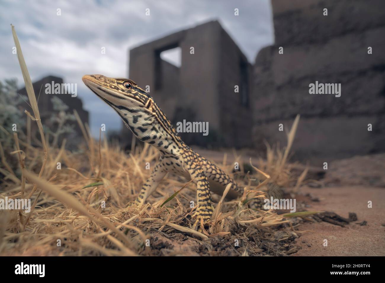 Wilde Sandgoanna (Varanus gouldii), die vor einer verlassenen, australischen Stadt steht Stockfoto