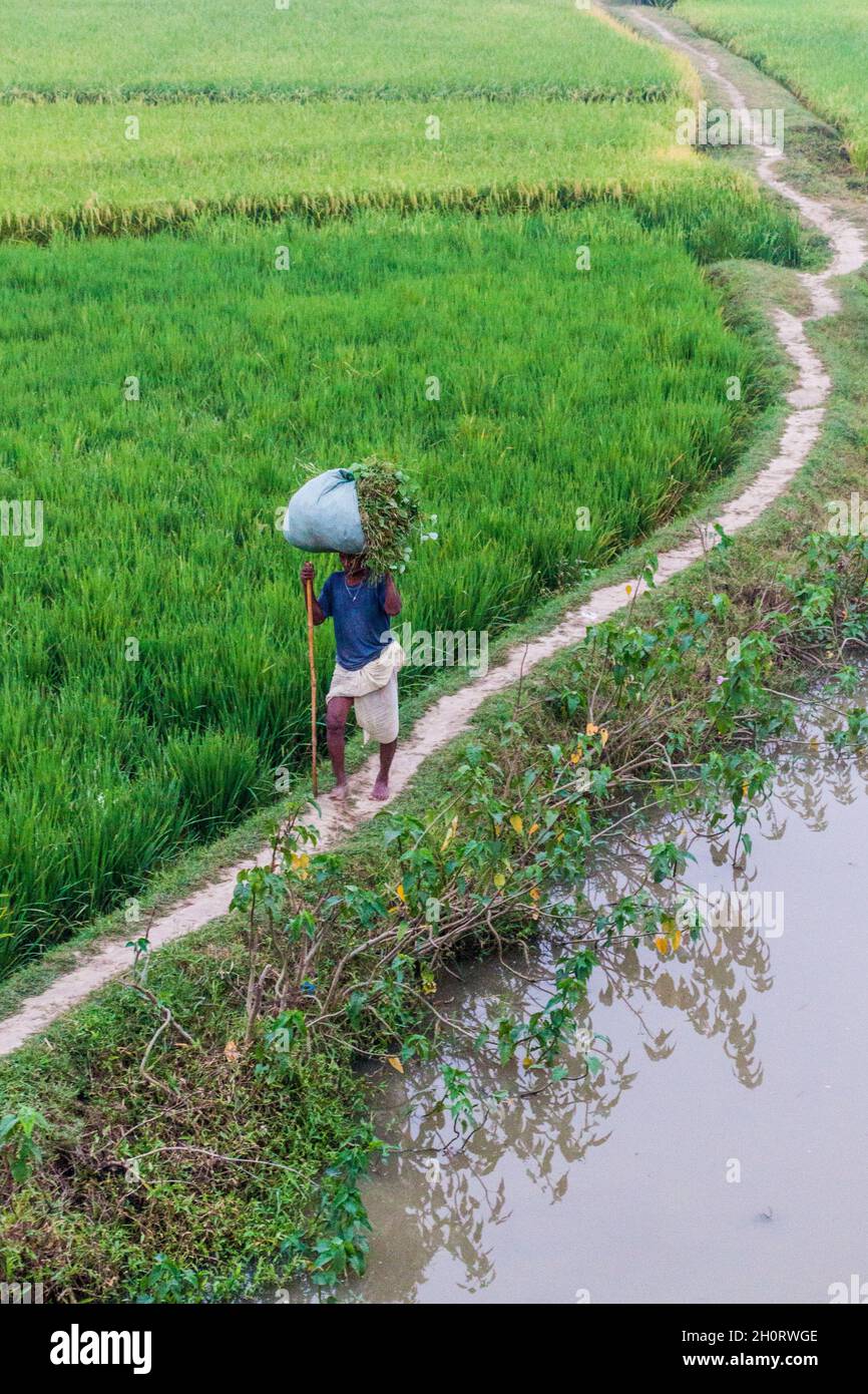 BIHAR STAAT, INDIEN - 26. OKTOBER 2016: Lokale Bauern Kreuzung Reisfeld Bereich in Bihar Staat von Indien.. Stockfoto