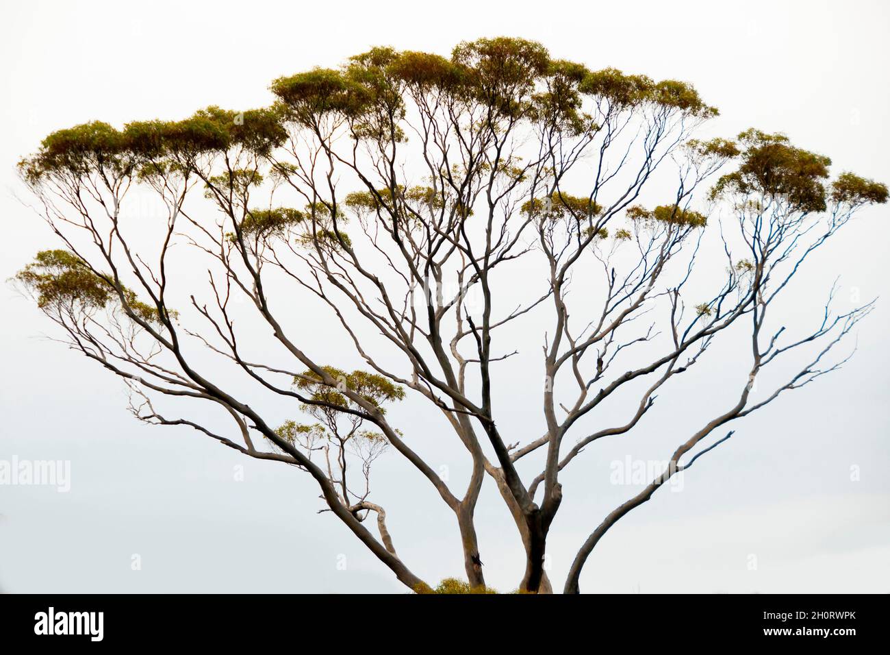 Eucalyptus Salmon Gum Tree - Western Australia Stockfoto