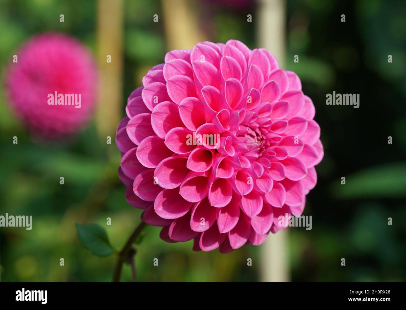 Nahaufnahme der schönen rosa Kugelkopf Dahlia Blüte mit natürlicher Beleuchtung und Hintergrund. Stockfoto