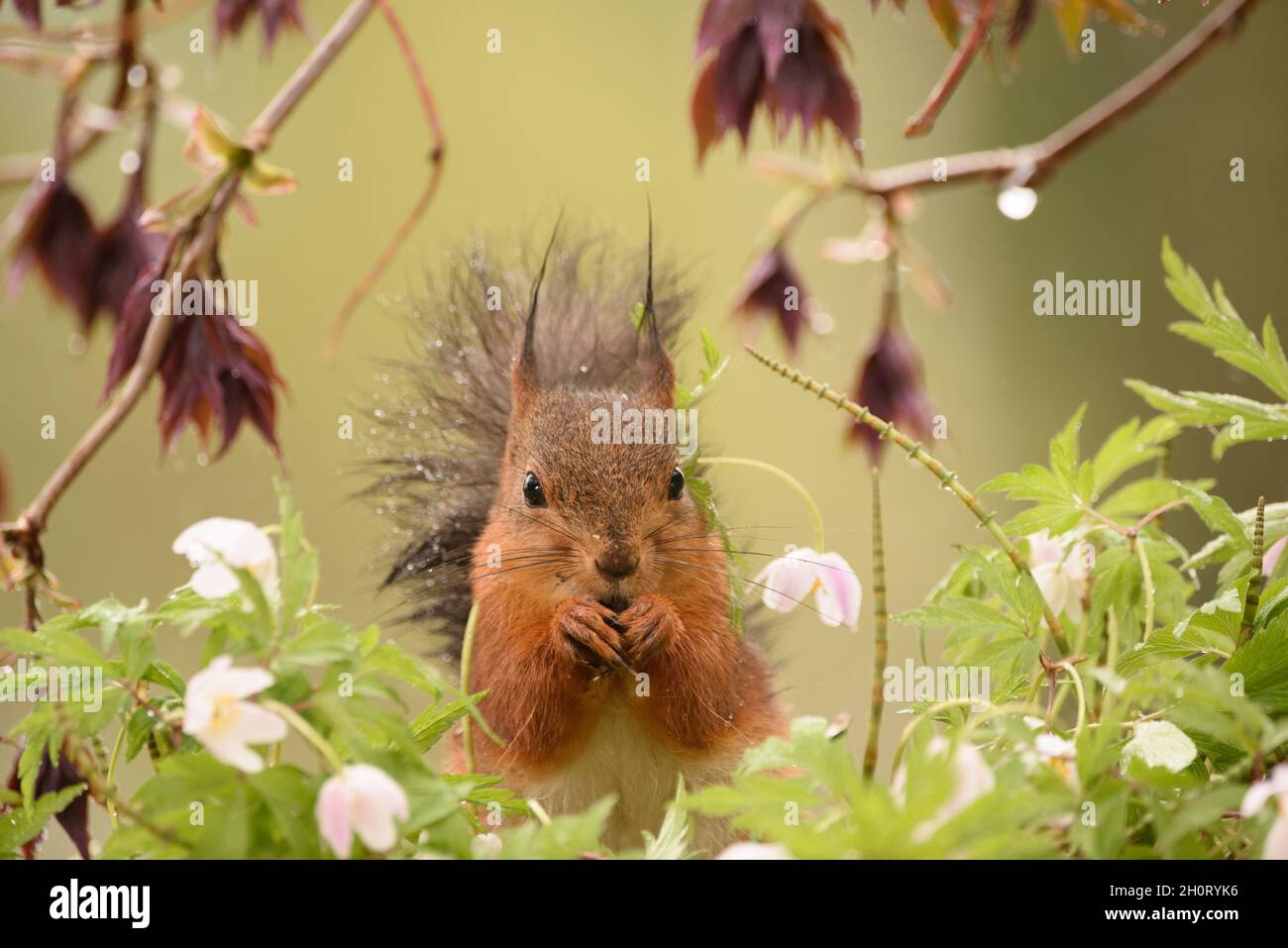 Rotes Eichhörnchen schaut den Betrachter zwischen Anemonblüten an Stockfoto