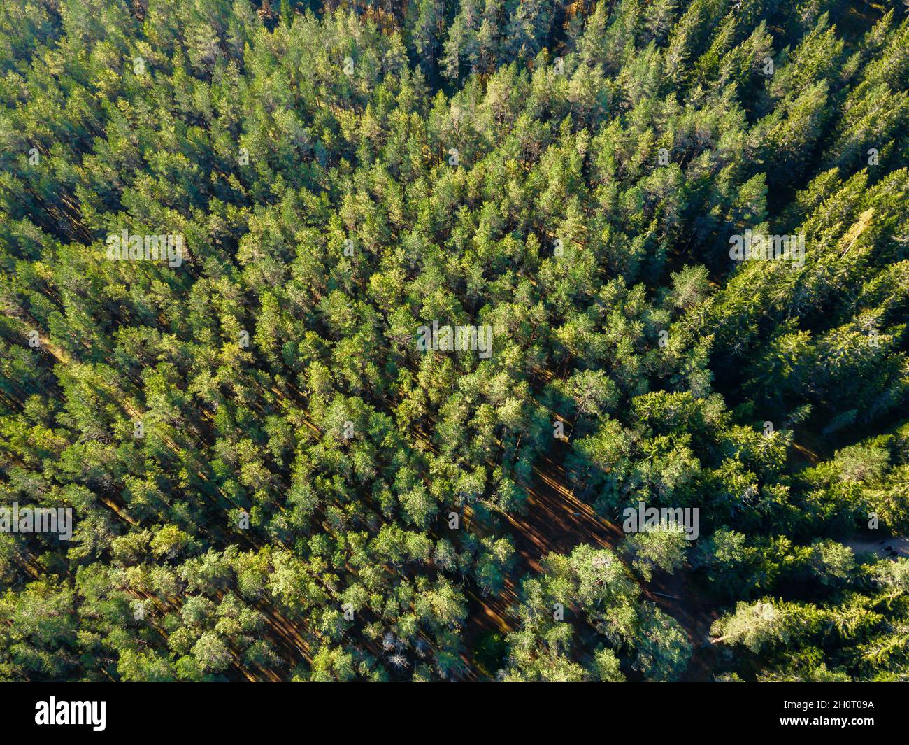 Wald im estnischen Naturschutzgebiet. Drohnenansicht Stockfoto