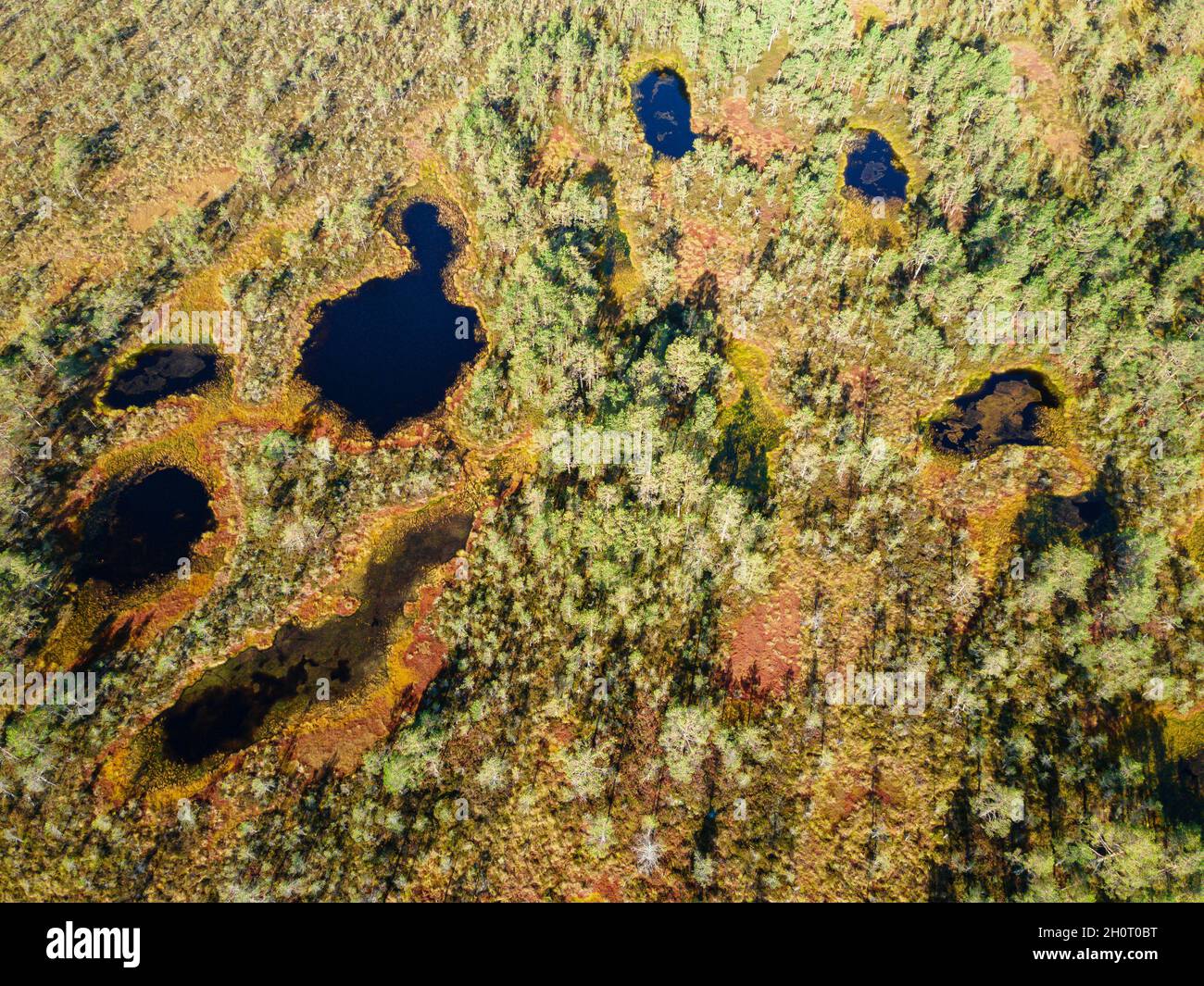 Sümpfe und Wälder im estnischen Naturschutzgebiet. Drohnenansicht Stockfoto