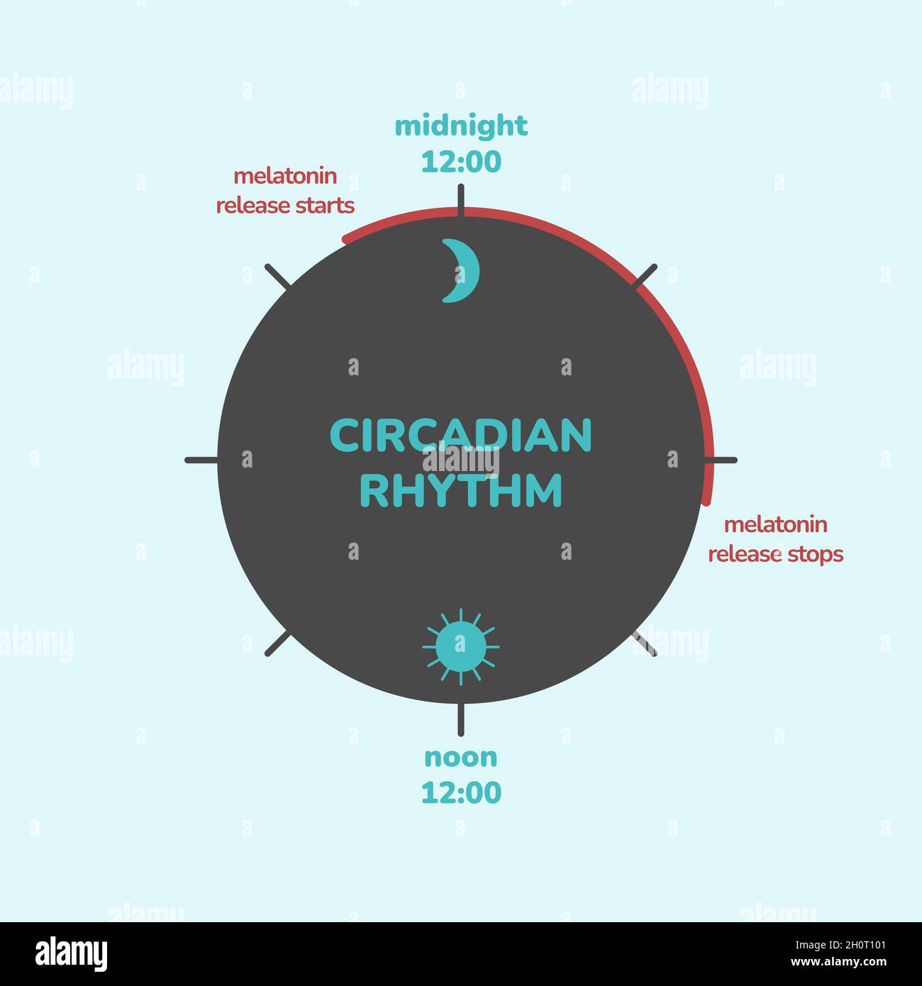 Konzept des zirkadianen Rhythmus. Infografik zur Freisetzung von Melatonin-Hormonen. Biologische Uhr des Menschen. Biodynamik und leichtes Timing. Stock Vektor
