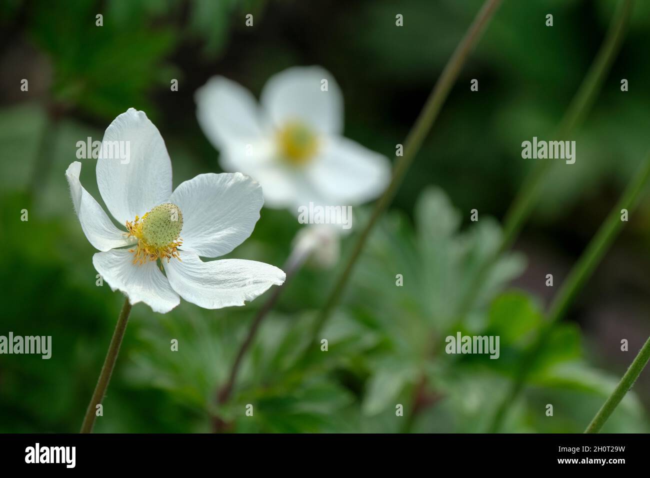 Anemonoides sylvestris, bekannt als Schneeglötwindblume oder Schneeglötwindblume. Weiße Blüten, Spätsommer Stockfoto