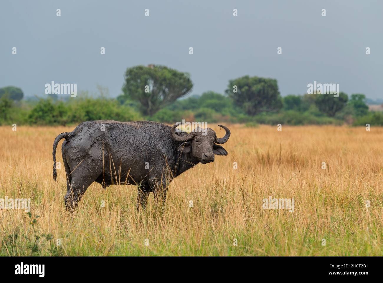 African Buffalo - Syncerus Caffer, Mitglied von African Big Five aus dem Queen Elizabeth NP, Uganda. Stockfoto