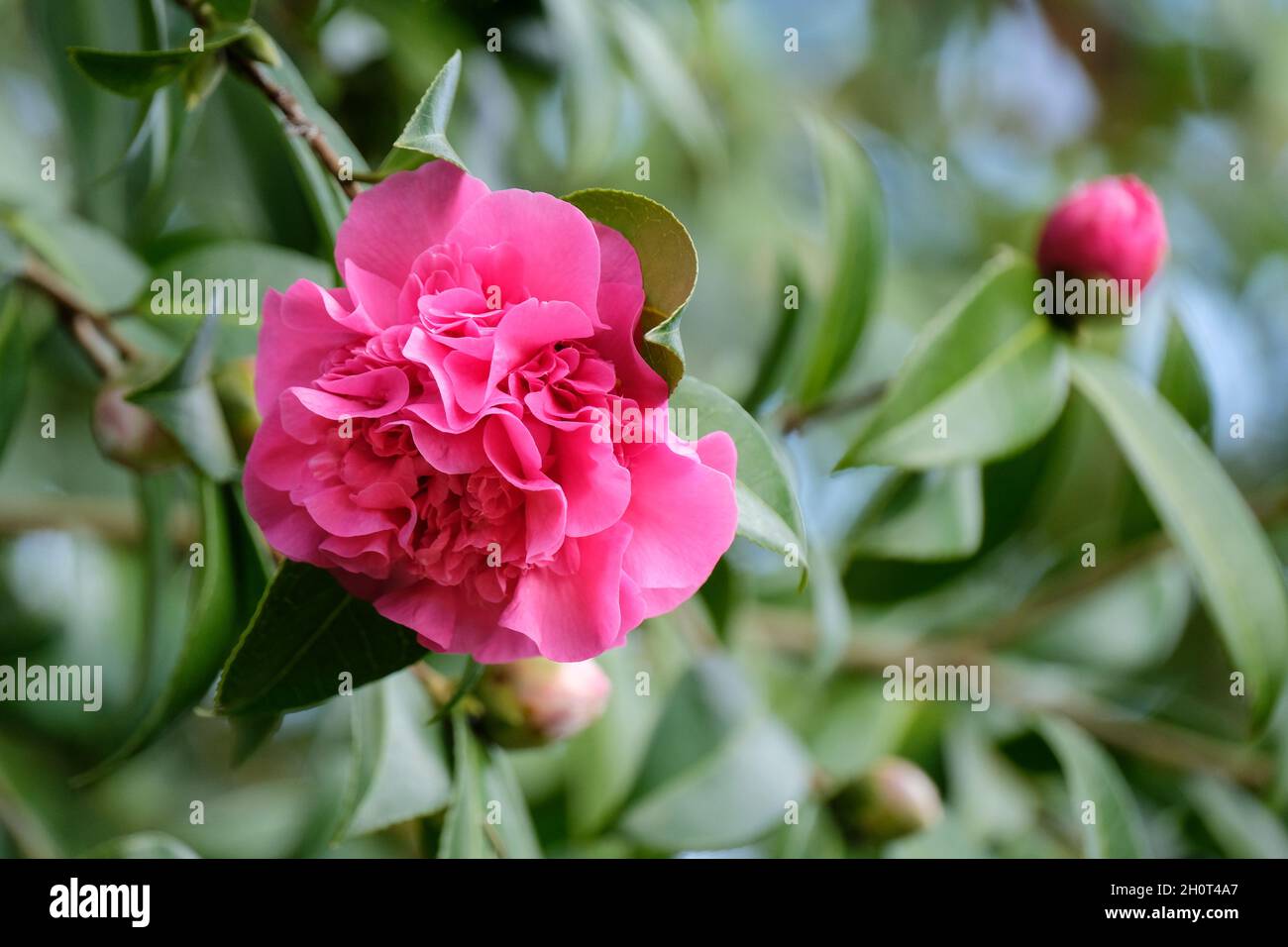 Hybride Kamelie, Camellia x williamsii 'Debbie', große rosarote Blüten im späten Winter/frühen Frühjahr Stockfoto