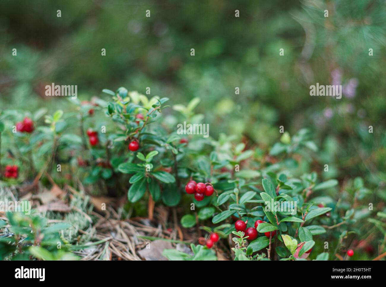 Rote Preiselbeeren, die im Moos im Wald wachsen Stockfoto