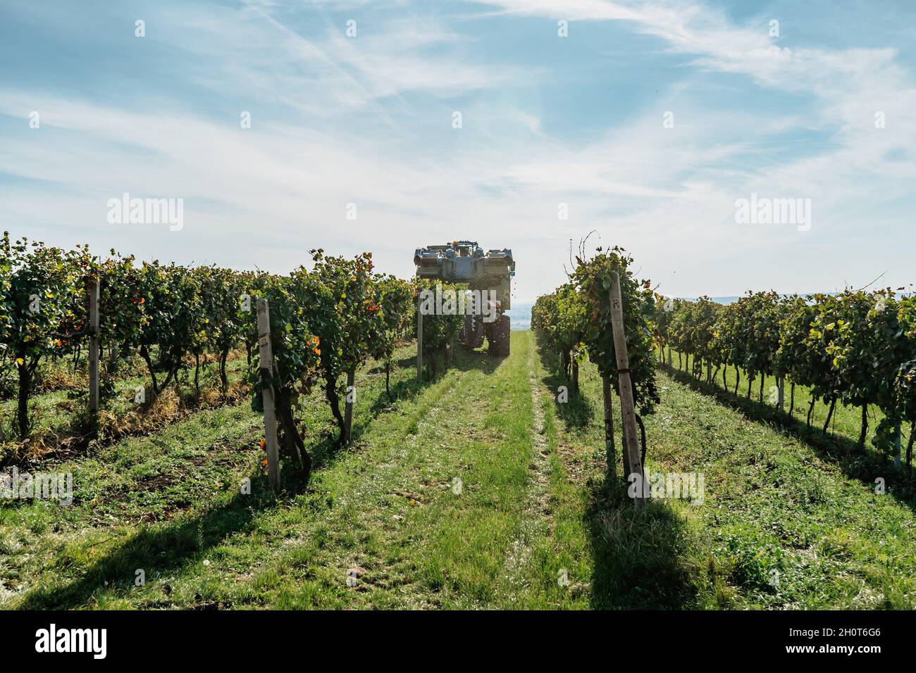 Kombinieren Sie Harvester-Maschine im Weinberg, Südmähren.Weinherstellung Konzept.Landwirtschaftliche Szene.Ernte Trauben mit modernen neuesten Technologien.Herbst Stockfoto