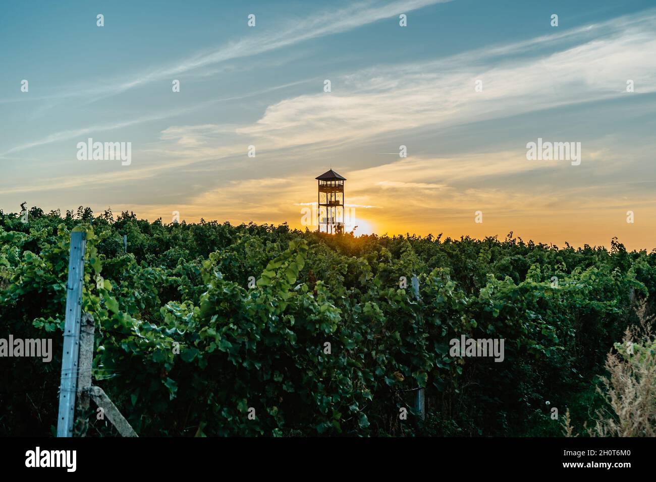 Herbst Weinberge,Region Palava,Südmähren,Tschechische Republik.ländliche Landschaft bei Sonnenuntergang, Panoramablick auf Weinberg und Aussichtsturm Majak.Tschechisch Stockfoto