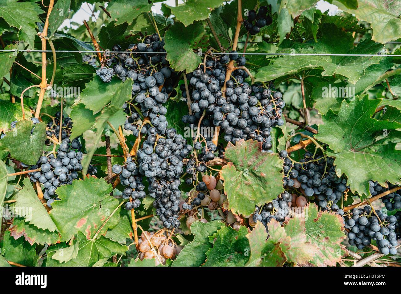 Detail der süßen Bio-saftigen Weinrebe im Herbst.Nahaufnahme der roten Trauben im Weinberg, Weinlese-Konzept. Zweige frischer Trauben, die im Süden wachsen Stockfoto