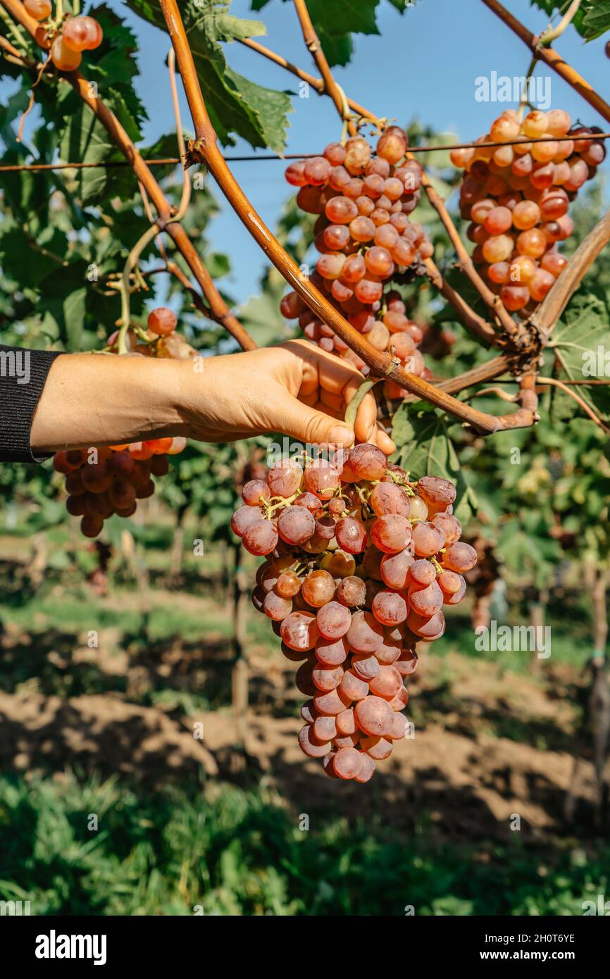 Frau Hand hält süße Bio saftige Weinrebe.Close up der roten Trauben Weinberg im Hintergrund, Weinlese Weinherstellung Concept.Branches von frischem Gra Stockfoto