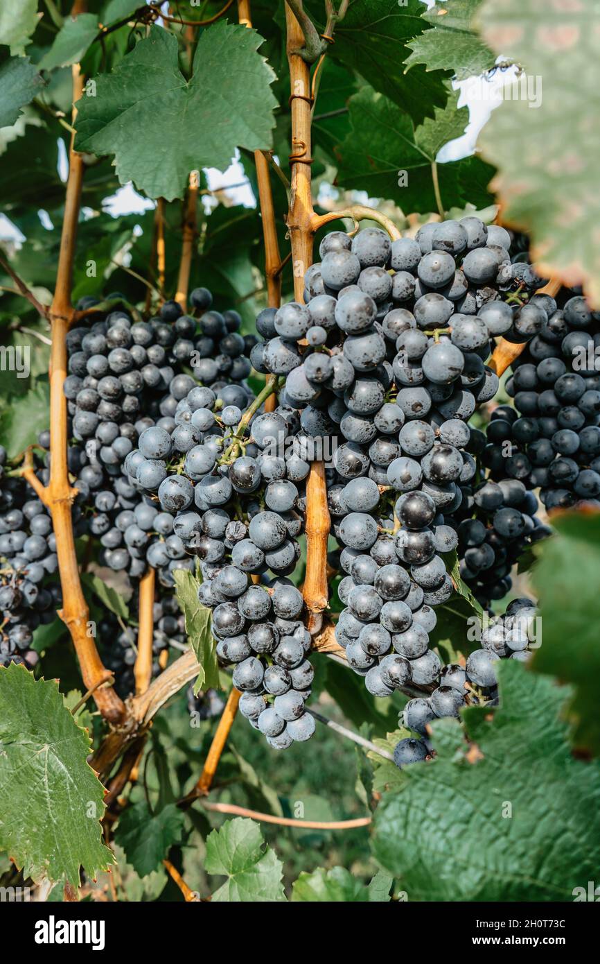 Detail der süßen Bio-saftigen Weinrebe im Herbst.Nahaufnahme der roten Trauben im Weinberg, Weinlese-Konzept.Zweige der frischen Trauben wachsen im Süden M Stockfoto