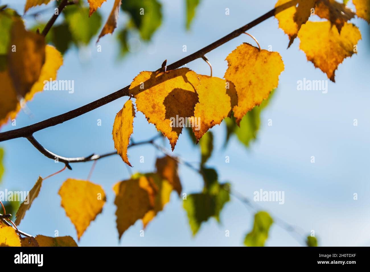 Sonne scheint durch gelbe Herbstblätter, Canterbury Region, South Island. Stockfoto