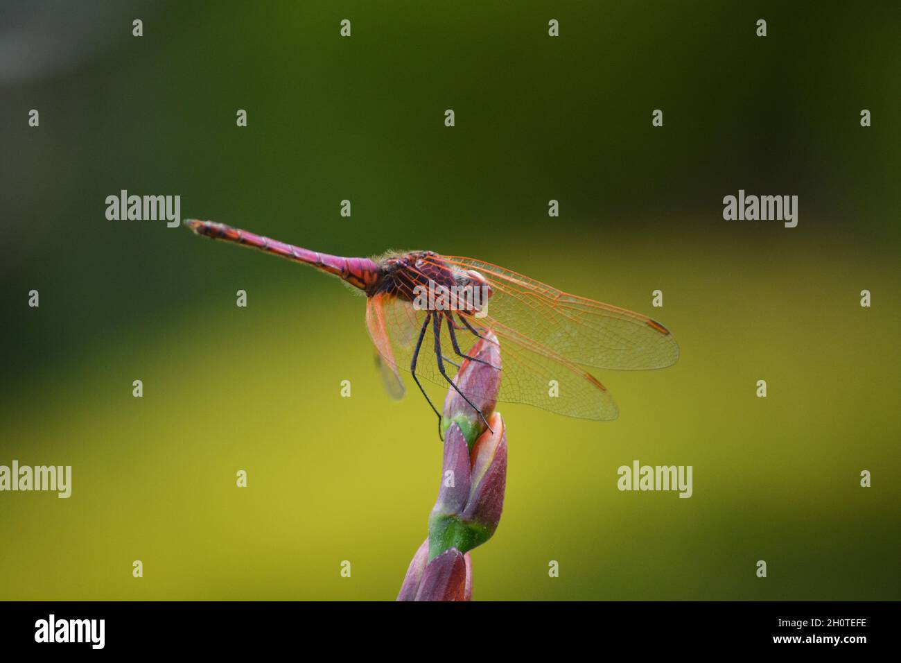 Der violette Sonnenzeiger der Fliege (Trithemis annulata) liegt an einem Strand am Muhazi-See in Ruanda, Afrika, östlich der Hauptstadt Kigali Stockfoto