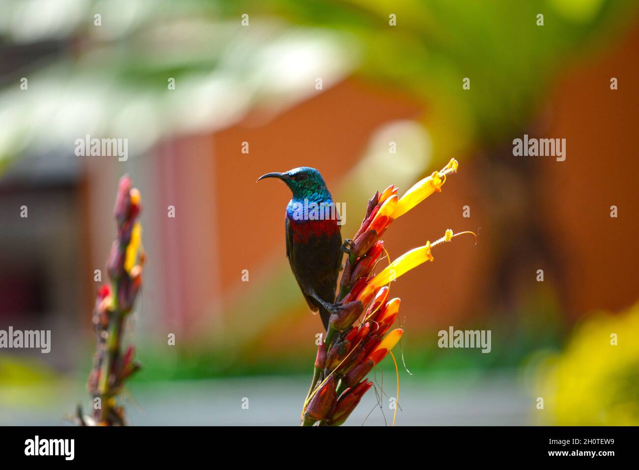 Regal-Sonnenvögel (Nectarinia regia) - fotografiert am See Muhazi in Ruanda, Afrika, östlich der Hauptstadt Kigali Stockfoto