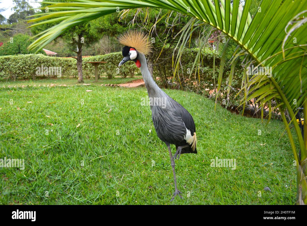 Südafrikanischer Kranich (Balearica regulorum) - fotografiert am Muhazi-See in Ruanda, Afrika, östlich der Hauptstadt Kigali Stockfoto