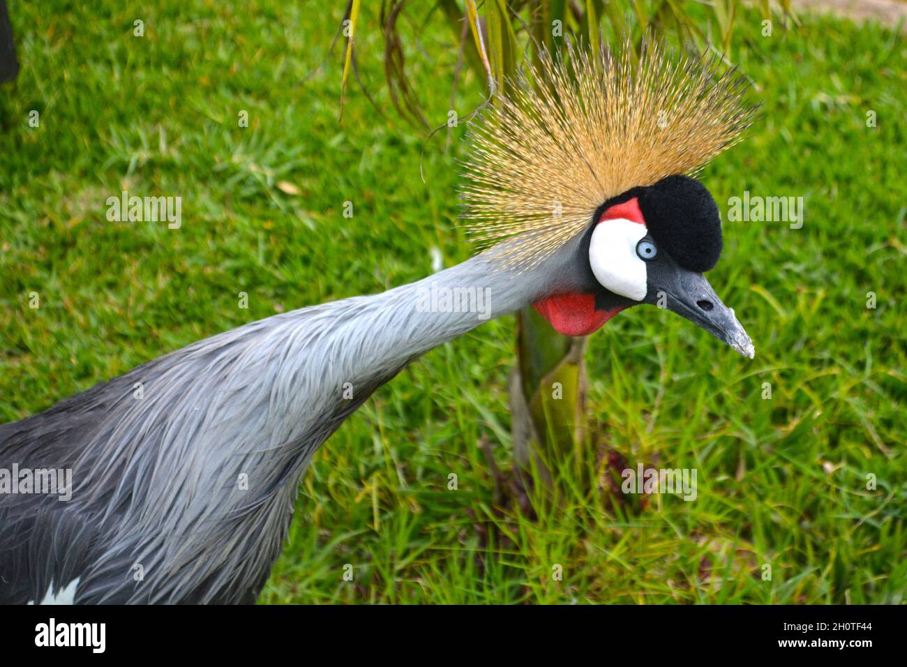 Südafrikanischer Kranich (Balearica regulorum) - fotografiert am Muhazi-See in Ruanda, Afrika, östlich der Hauptstadt Kigali Stockfoto