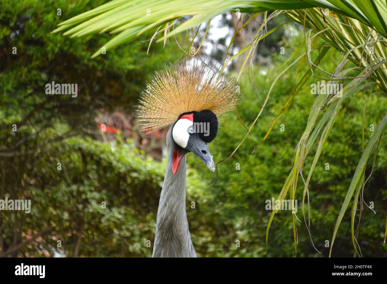 Südafrikanischer Kranich (Balearica regulorum) - fotografiert am Muhazi-See in Ruanda, Afrika, östlich der Hauptstadt Kigali Stockfoto