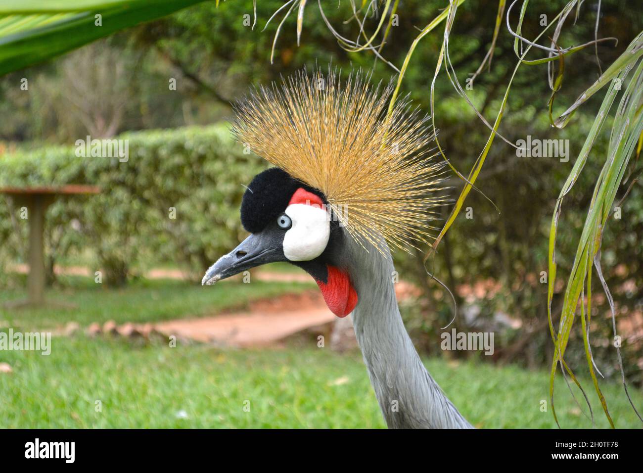 Südafrikanischer Kranich (Balearica regulorum) - fotografiert am Muhazi-See in Ruanda, Afrika, östlich der Hauptstadt Kigali Stockfoto