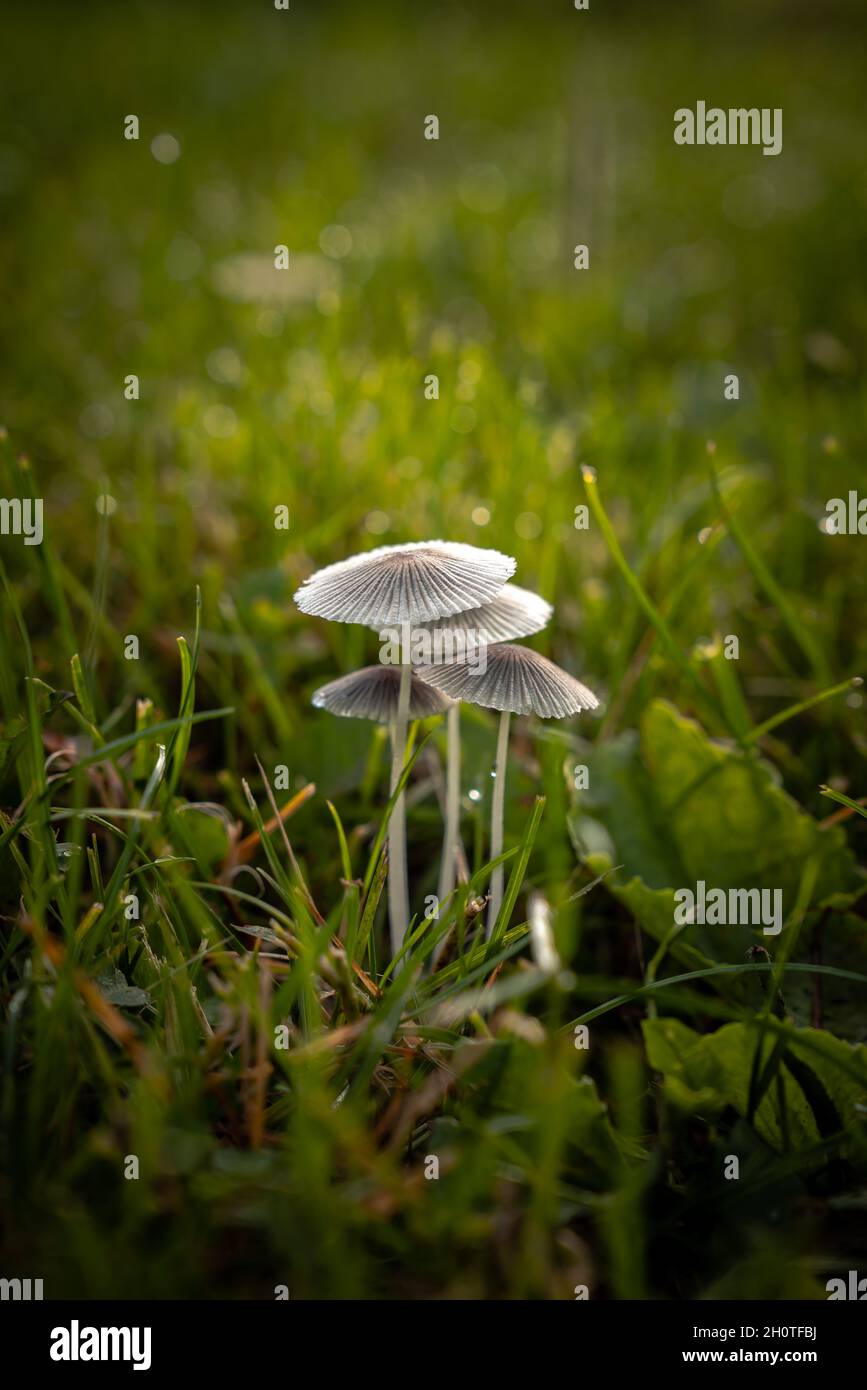 Eine Makroansicht mit seitlichem Profil eines zarten Sternhaufens oder einer Gruppe von Pilzen und Pilzen, die einer Regenschirmform bei Sonnenaufgang mit Tau auf grünem Gras ähneln Stockfoto