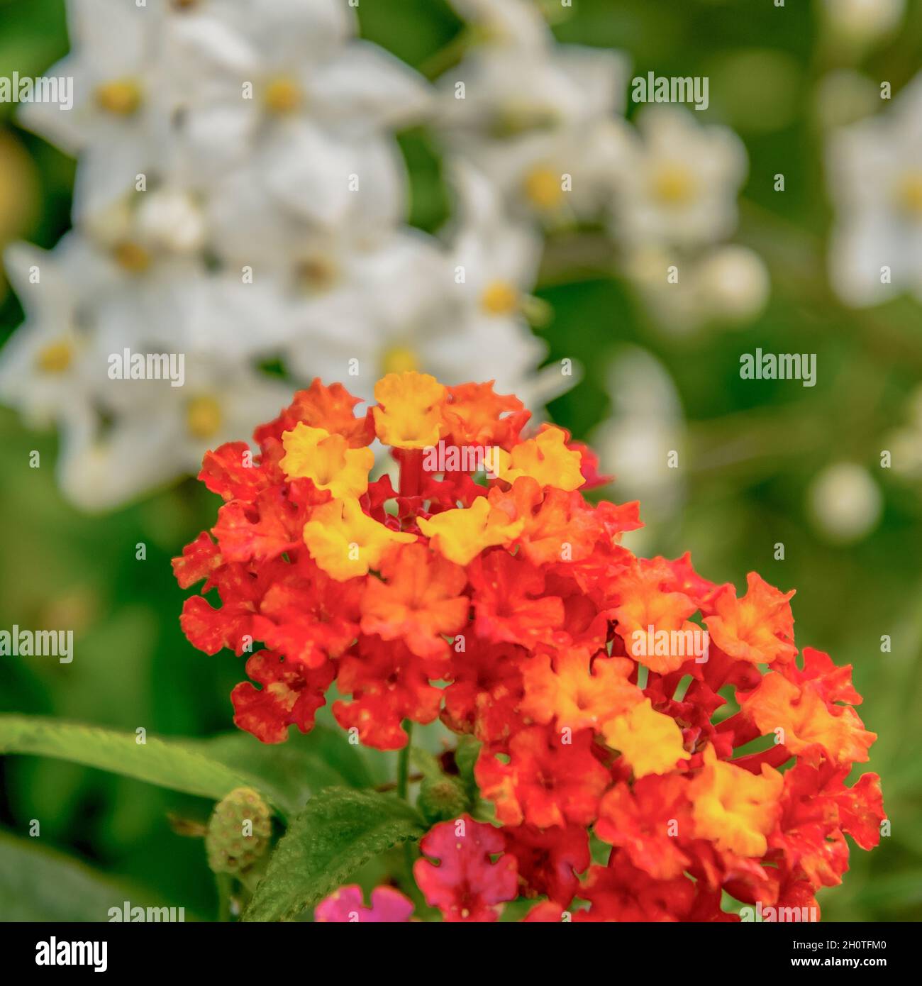 Blumen der gemeinen lantana, die im Garten blühen Stockfoto