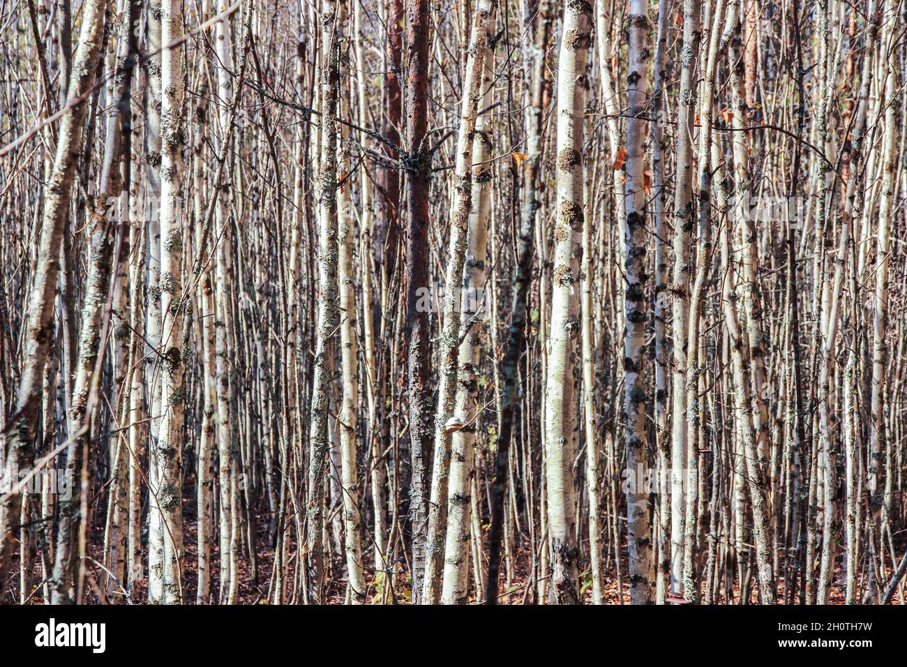 Baumstämme in einem dichten Wald aus nächster Nähe Stockfoto