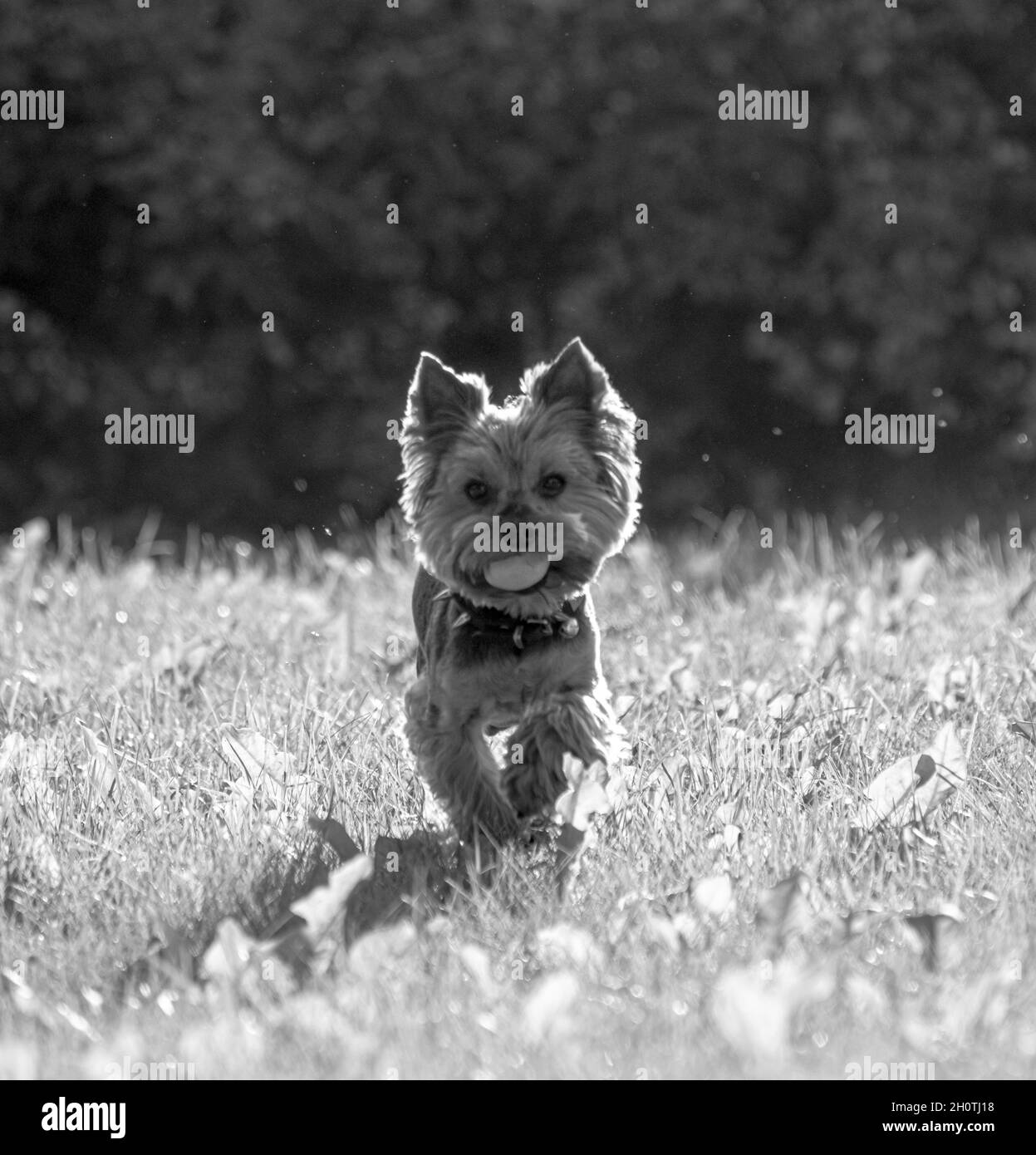 Yorkshire Terrier läuft auf Gras mit Apfel im Mund Stockfoto