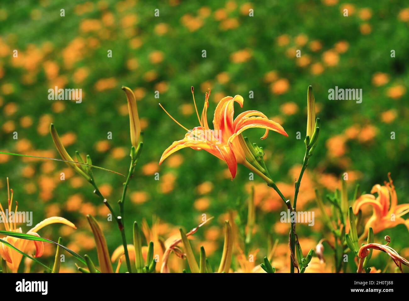 Nahaufnahme von Daylily (Hemerocallis fulva, Orange Daylily) Blumen und Knospen, Ansicht von orangen Daylily Blumen, die auf dem Feld zwischen den Bergen blühen Stockfoto