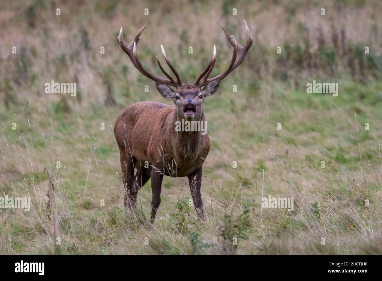 Red Stag Deer Rut in North Yorkshire Stockfoto