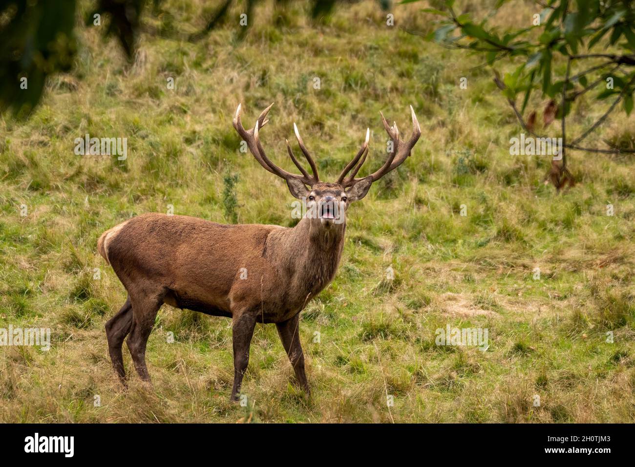 Red Stag Deer Rut in North Yorkshire Stockfoto