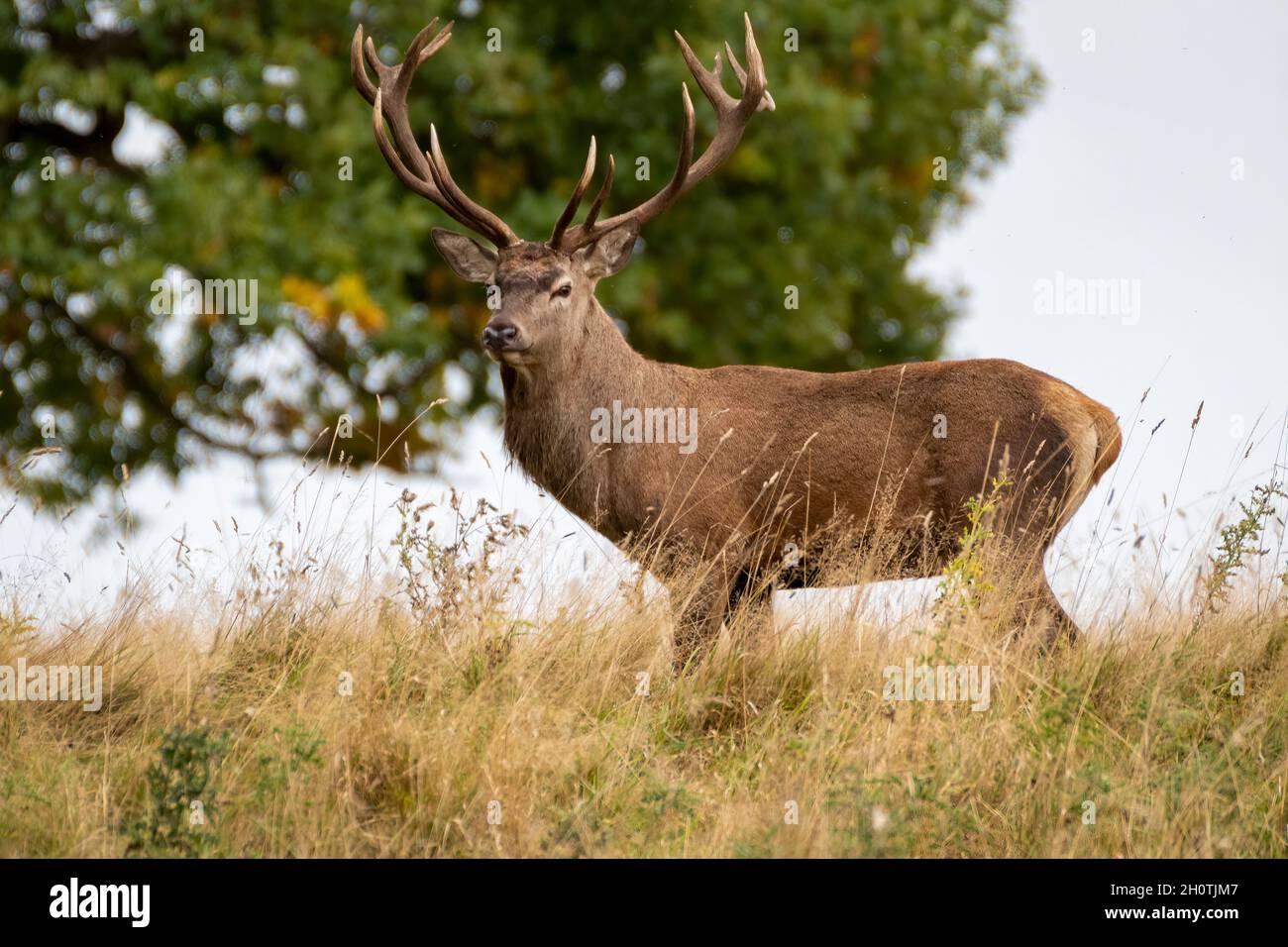 Red Stag Deer Rut in North Yorkshire Stockfoto