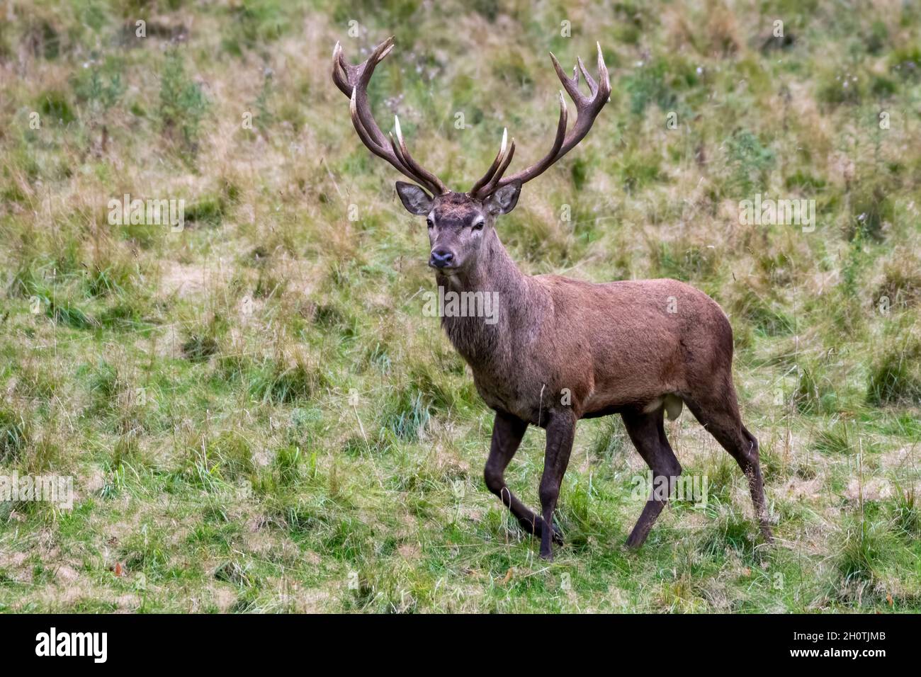 Red Stag Deer Rut in North Yorkshire Stockfoto
