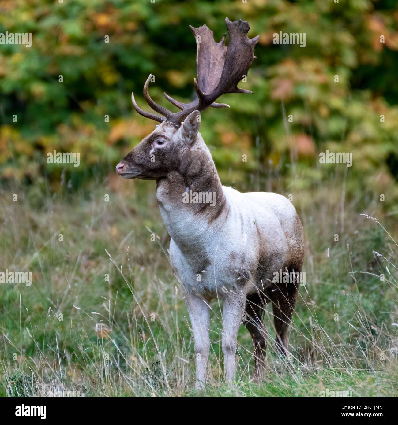 Brachsenhirsch in North Yorkshire Stockfoto