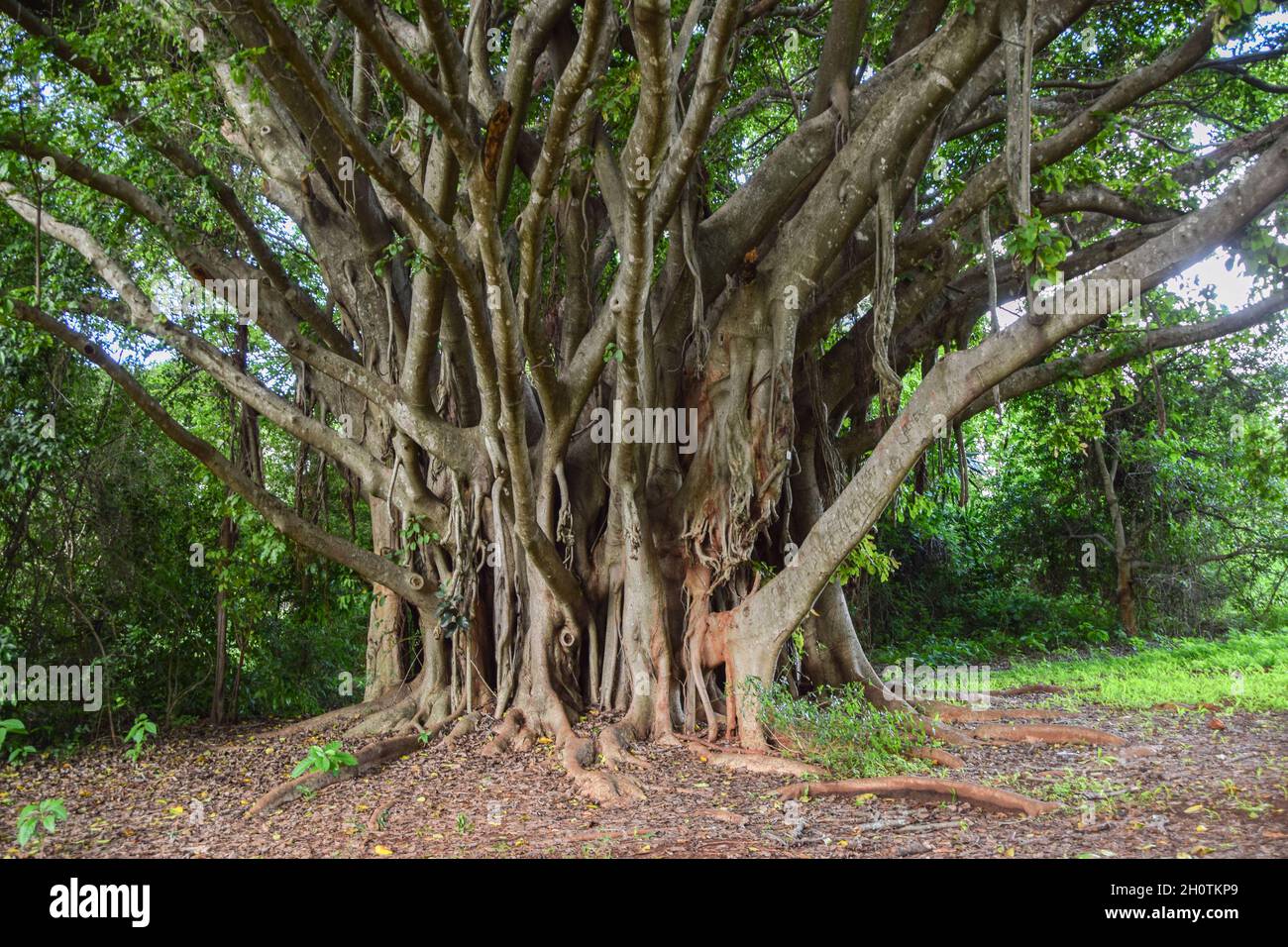 Ficus chirindensis Feigenbaum in Simbabwe Stockfoto