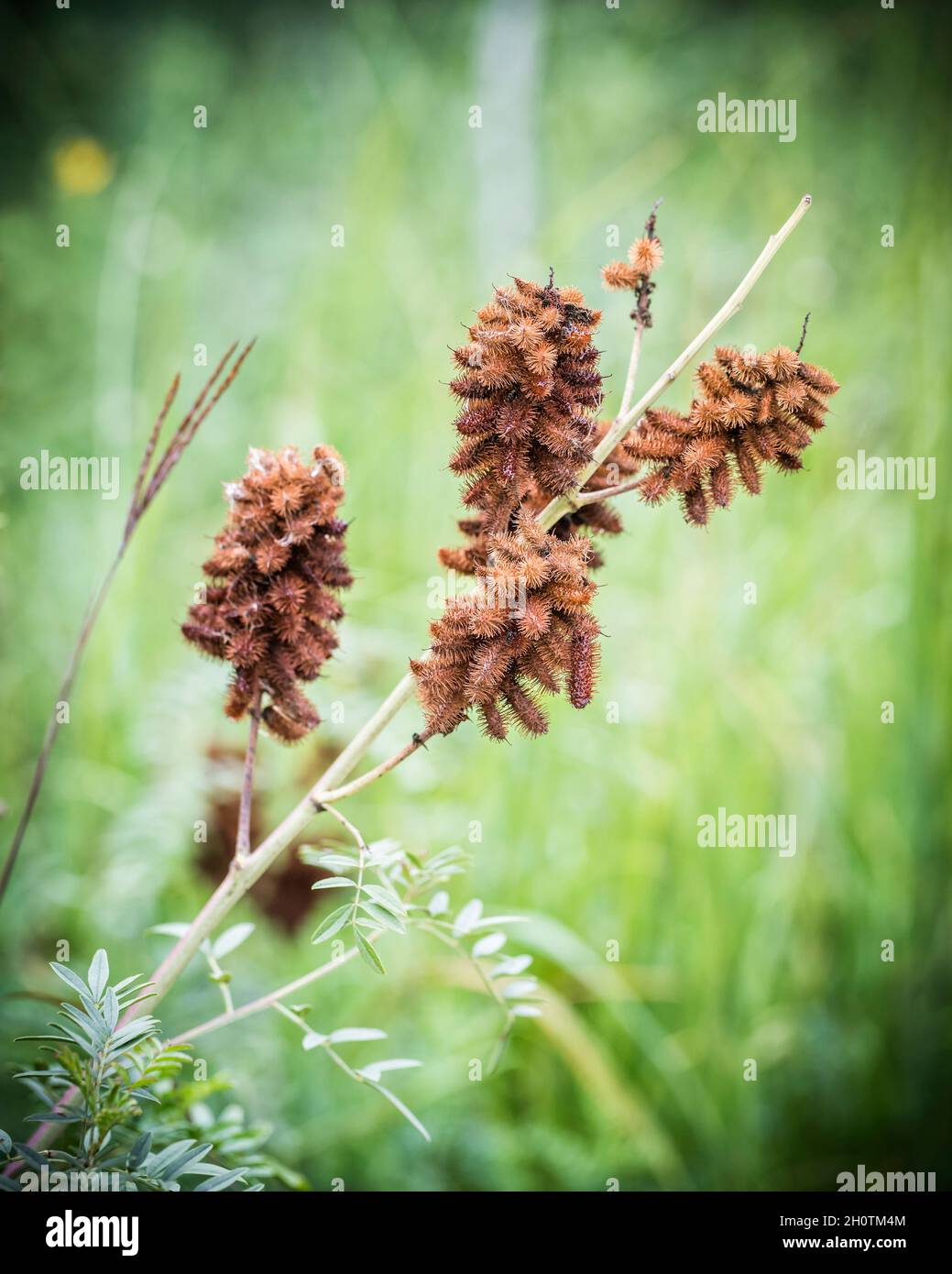 Bur-Werk, Nahaufnahme, Manitoba, Kanada. Stockfoto