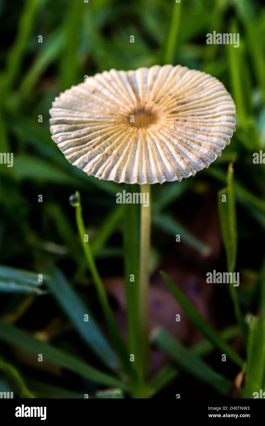 Am frühen Morgen wächst auf einem Rasen ein zarter Faltenmütze, Coprinus plicatilis, auch bekannt als kleiner japanischer Regenschirm Stockfoto